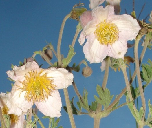 Clematis villosa subsp. stanleyi flowers